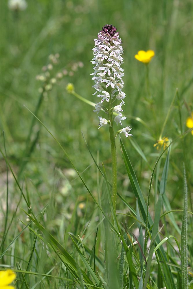 Die Angebrannte Orchis (Orchis ustulata) in der Vorderrheinschlucht