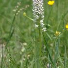 Die Angebrannte Orchis (Orchis ustulata) in der Vorderrheinschlucht