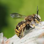 die angriffslustige Garten-Wollbiene