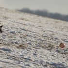 "Die Angst des Tormanns vorm Elfmeter"