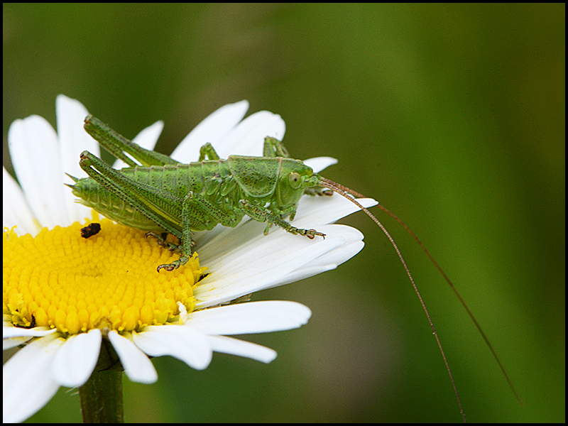 Die Angst vor dem Sprung oder nur . . .?