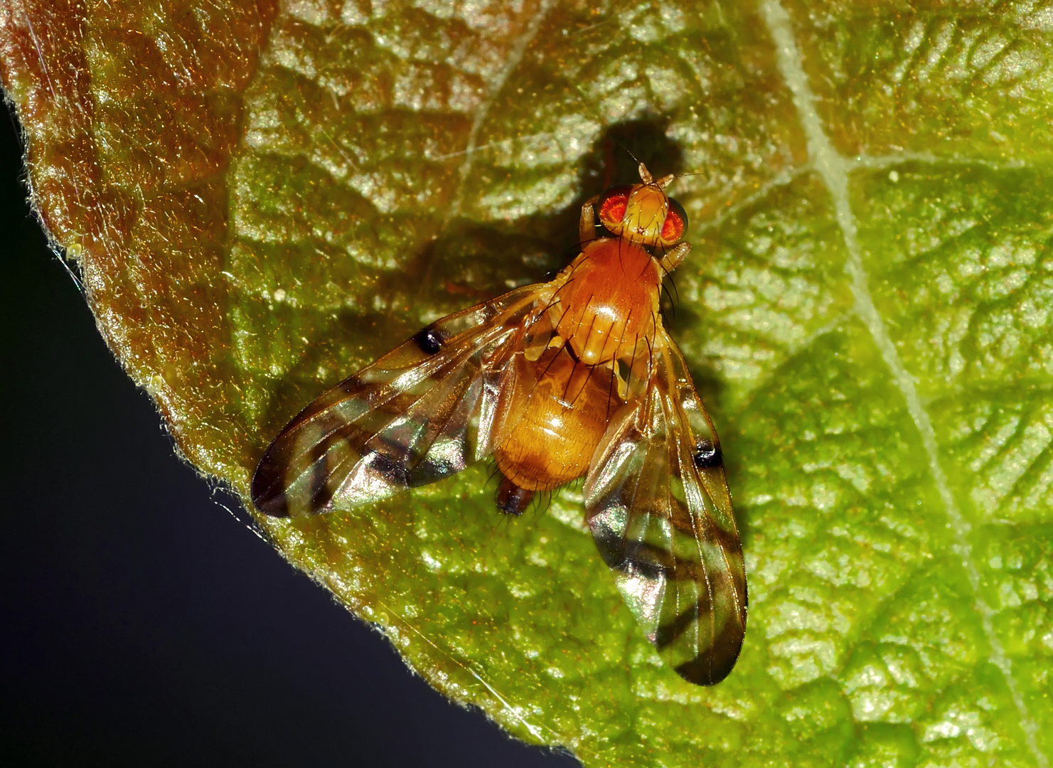 Die anhängliche Bohrfliege (Myoleja lucida)! - Petite mouche à fruits...