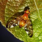 Die anhängliche Bohrfliege (Myoleja lucida)! - Petite mouche à fruits...