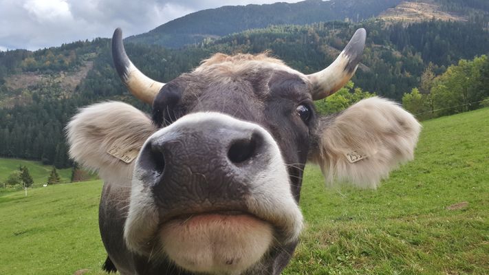 Die anhängliche Plüschohrkuh... ;-))