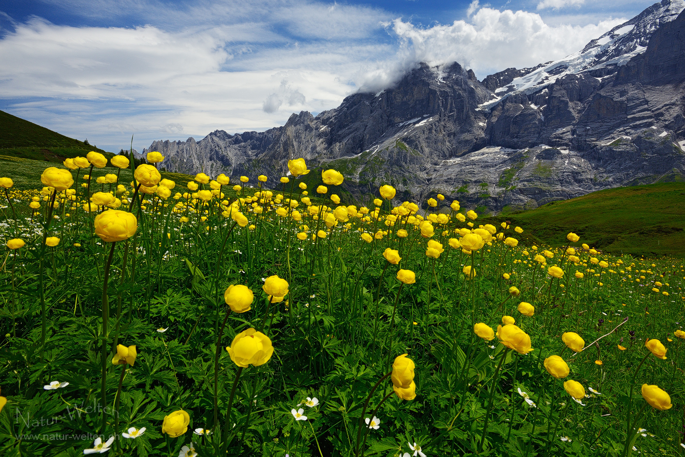 Die Ankebälli der Grossen Scheidegg