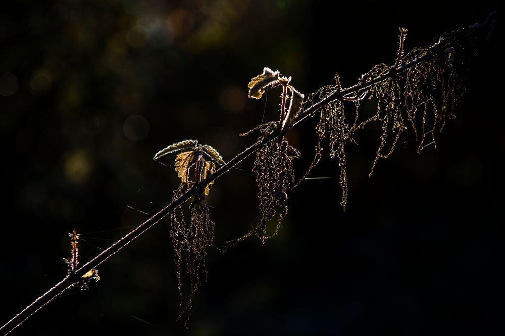 Die Ankündigung des Winters