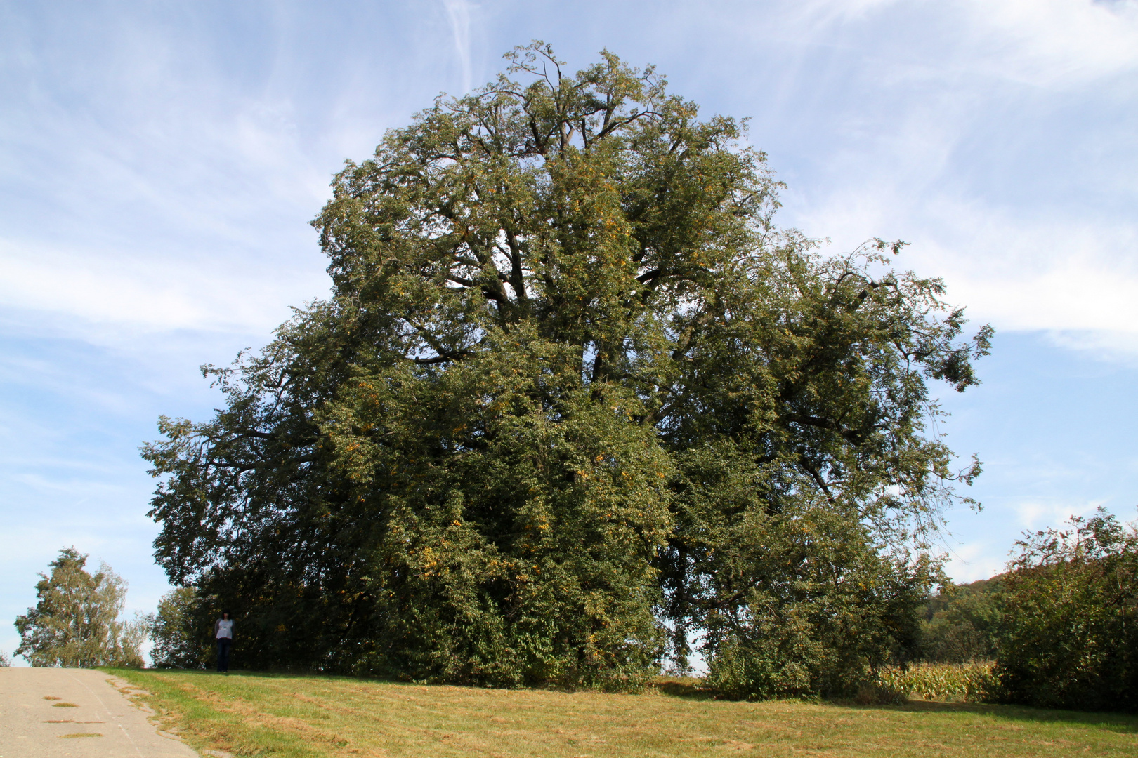 Die Annalinde bei Kirchhausen / Heilbronn