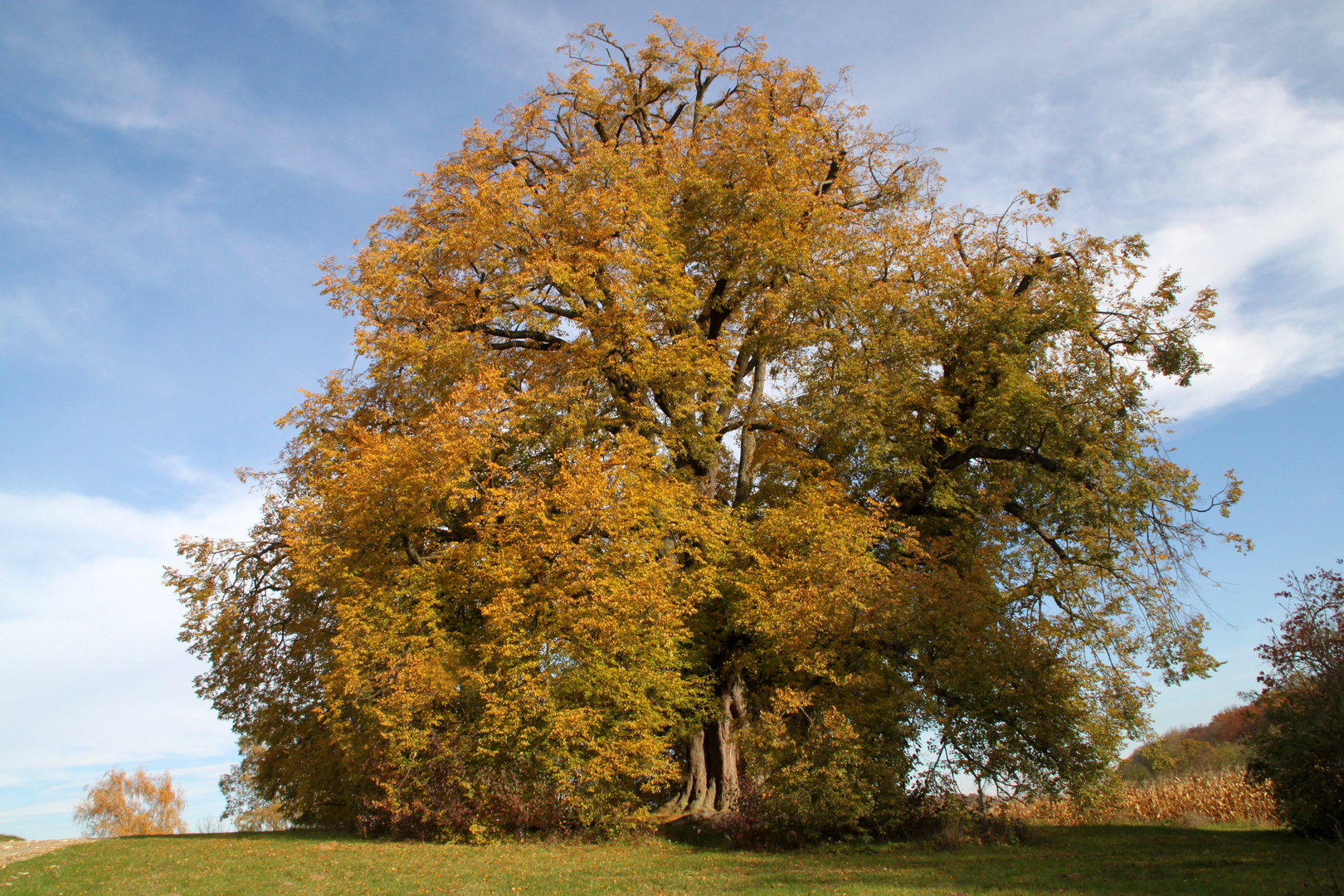 Die Annalinde im Herbst 2011