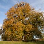 Die Annalinde im Herbst 2011