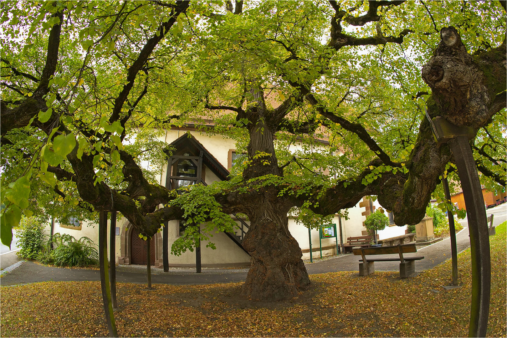 Die Annalinde in Beilstein