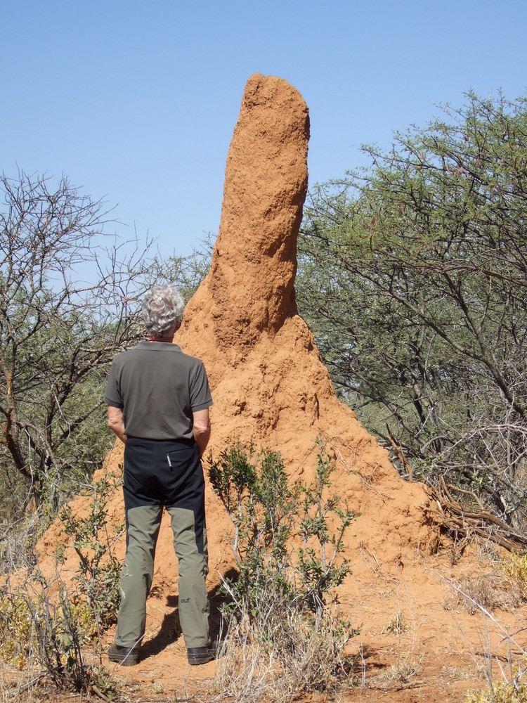 Die Anpinkelung des Phallus