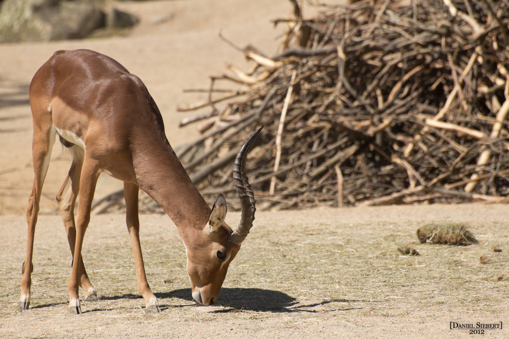 Die Antilope