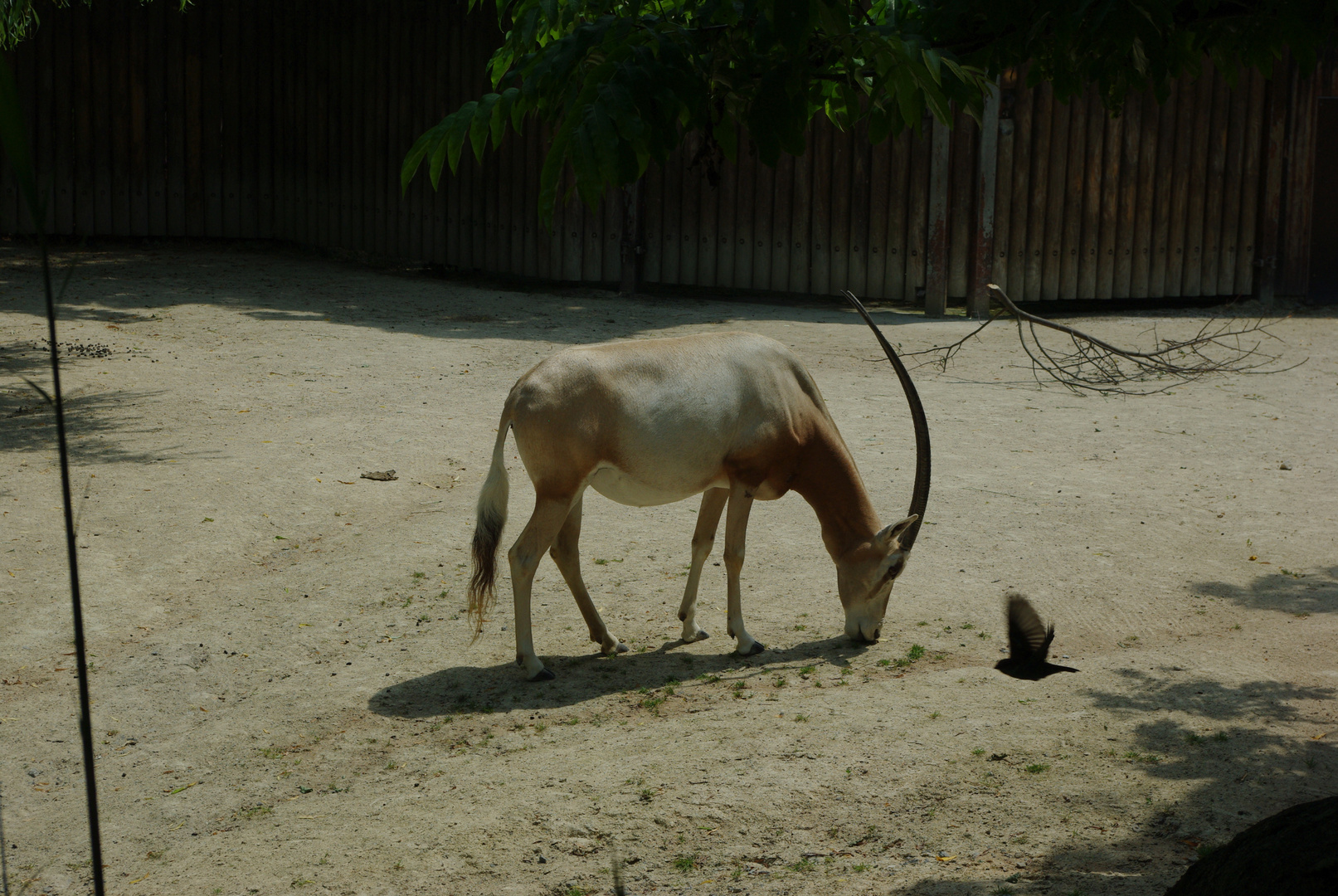 Die Antilope und der Vogel