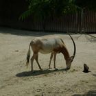 Die Antilope und der Vogel