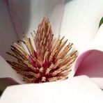 Die Anziehungskraft der Magnolie