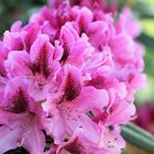 Die aparte Rhododendron