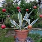 Die Apfelagave (agavus malus)