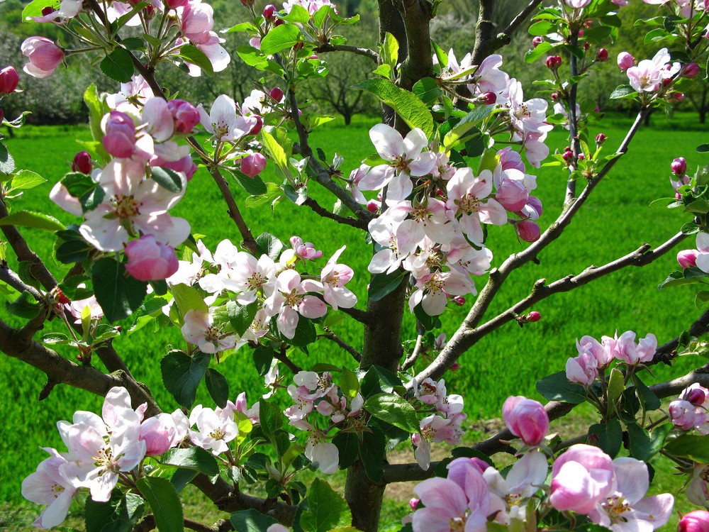 die apfelbäume blühen..es wird frühling!