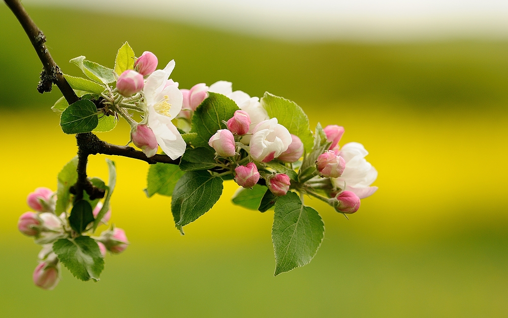 Die Apfelbäume stehen in voller Blüte. 2 Foto & Bild | jahreszeiten, frühling, natur Bilder auf ...