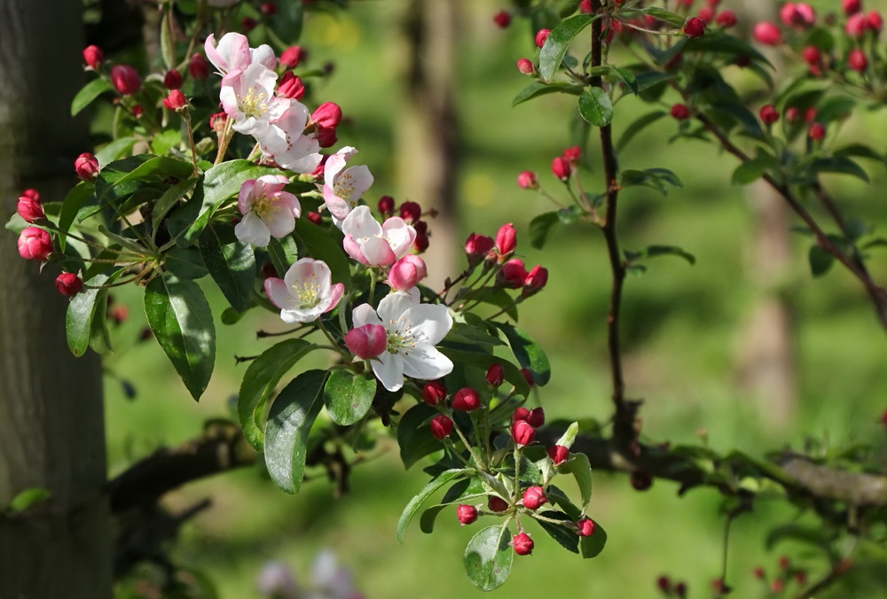 Die Apfelbaum-Blüte im Rheinland...