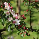 Die Apfelbaum-Blüte im Rheinland...