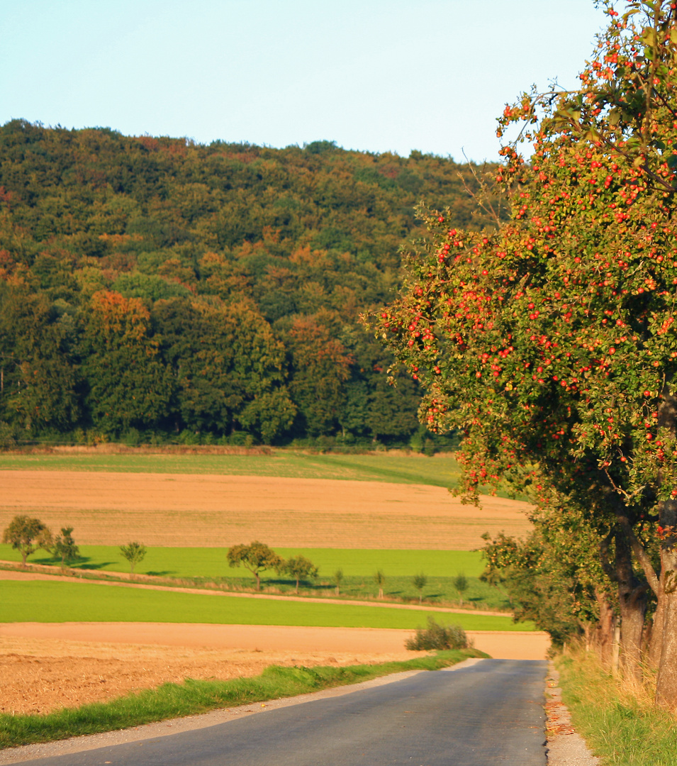 Die Apfelbaumallee