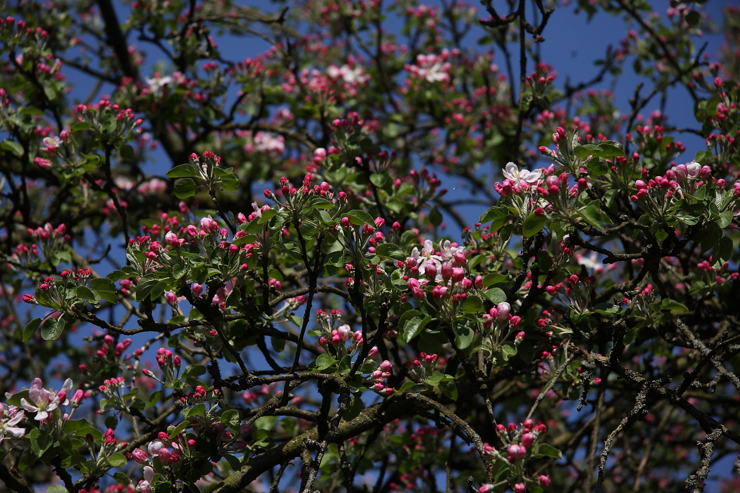 Die Apfelbaumblüte im Frühjahr sorgt für prächtige Farben