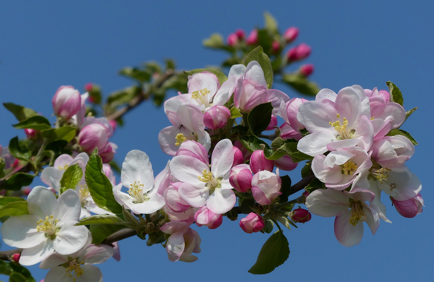 Die Apfelblüte