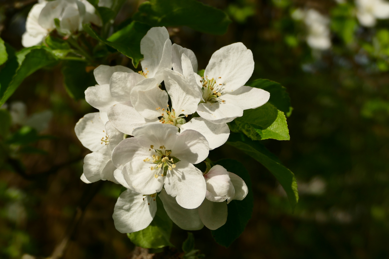 Die Apfelblüte