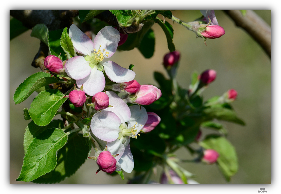 Die Apfelblüte 2014