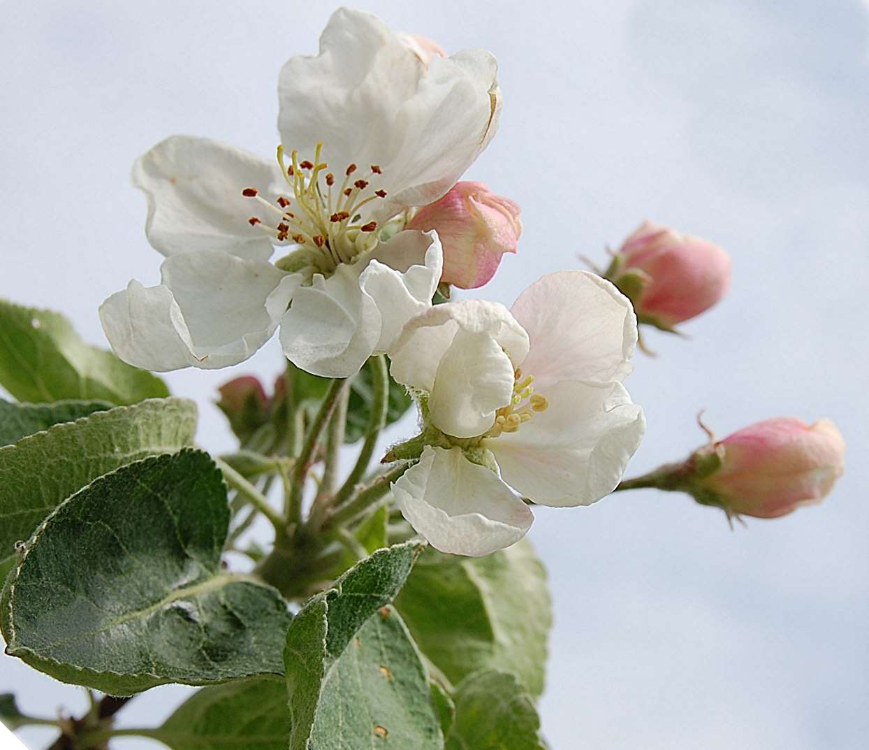 die Apfelblüte