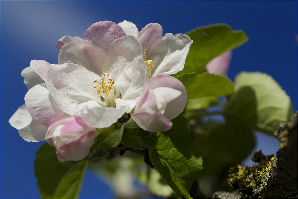 *--Die Apfelblüte--*