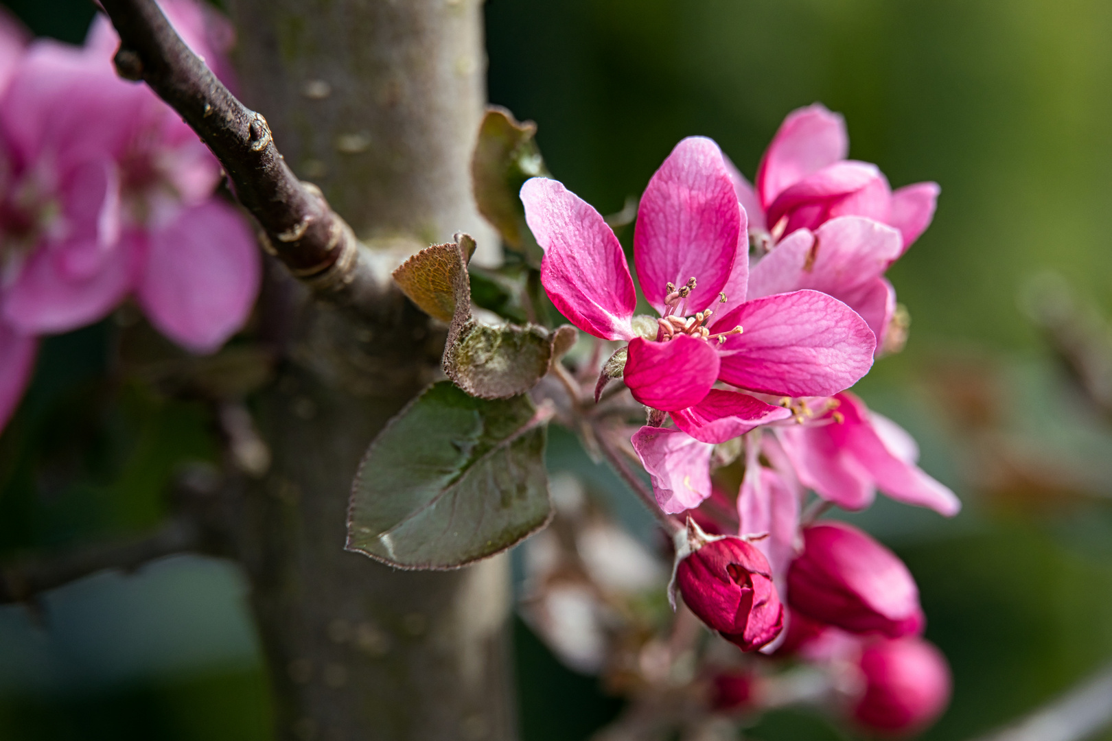 die Apfelblüte