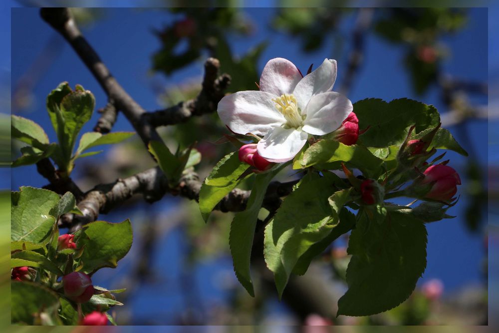 Die Apfelblüte