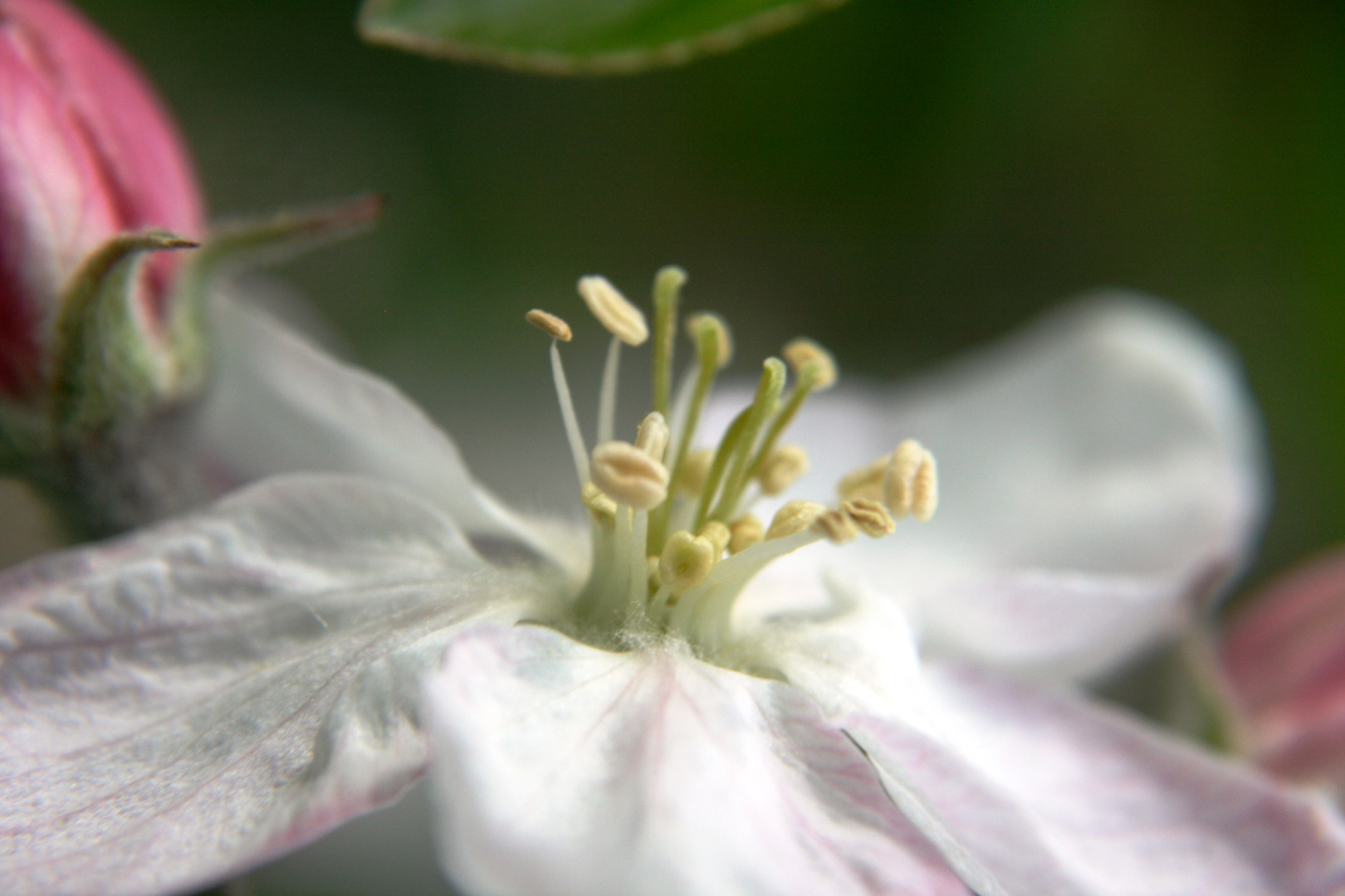 Die Apfelblüte