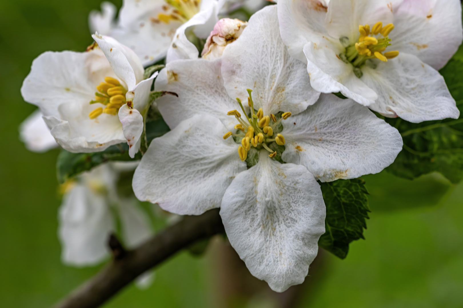 Die Apfelblüte