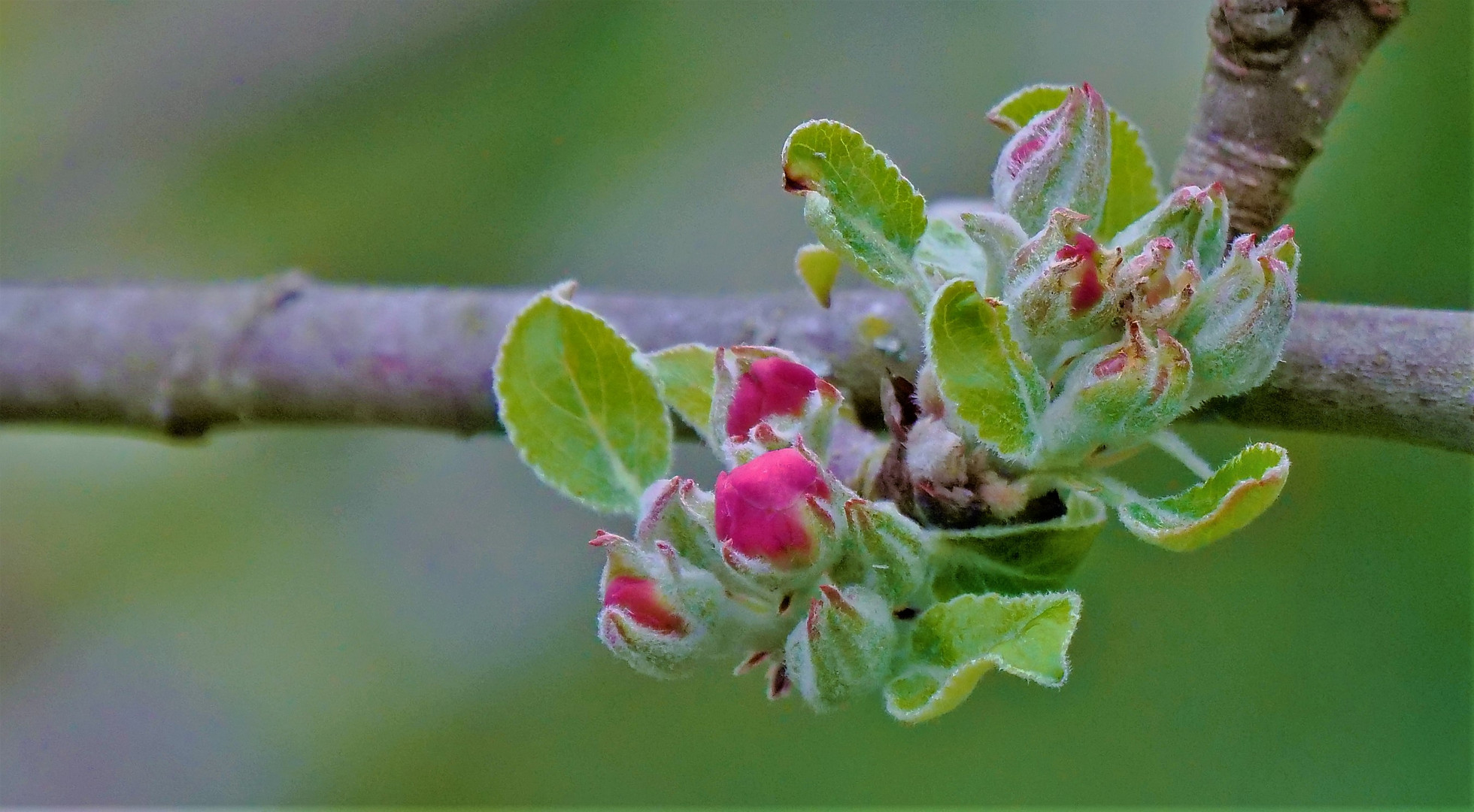 die Apfelblüte