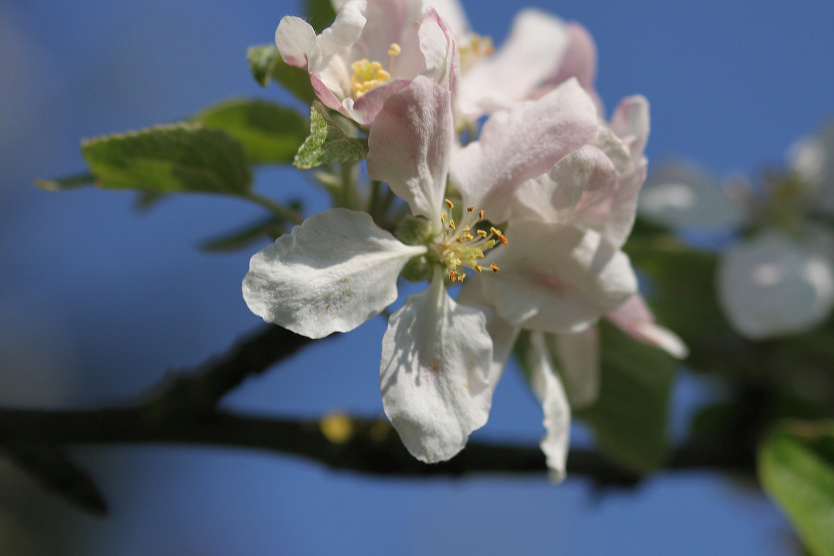 Die Apfelblüte .....