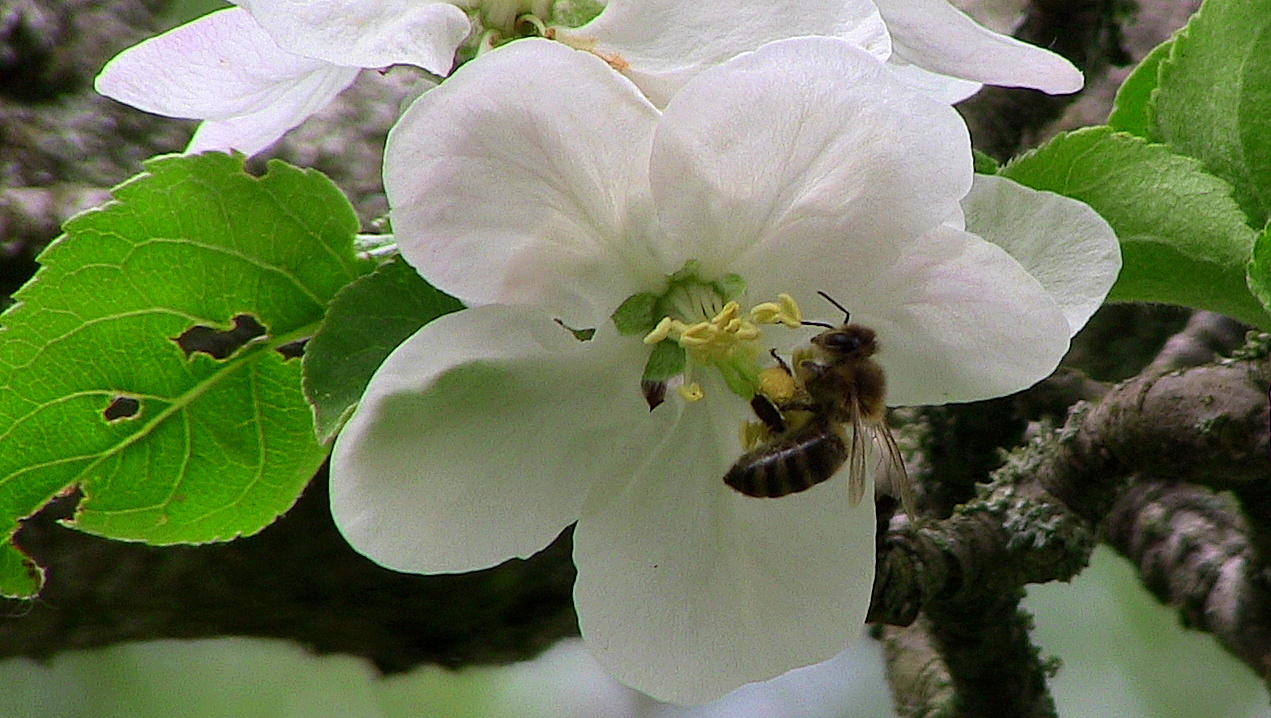 Die Apfelblüte