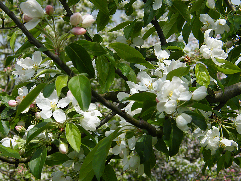 Die Apfelblüte am Niederrhein