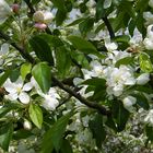 Die Apfelblüte am Niederrhein