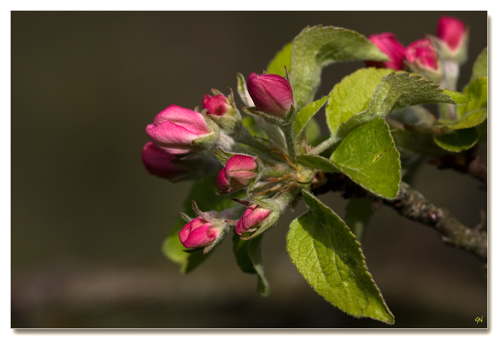 Die Apfelblüte beginnt