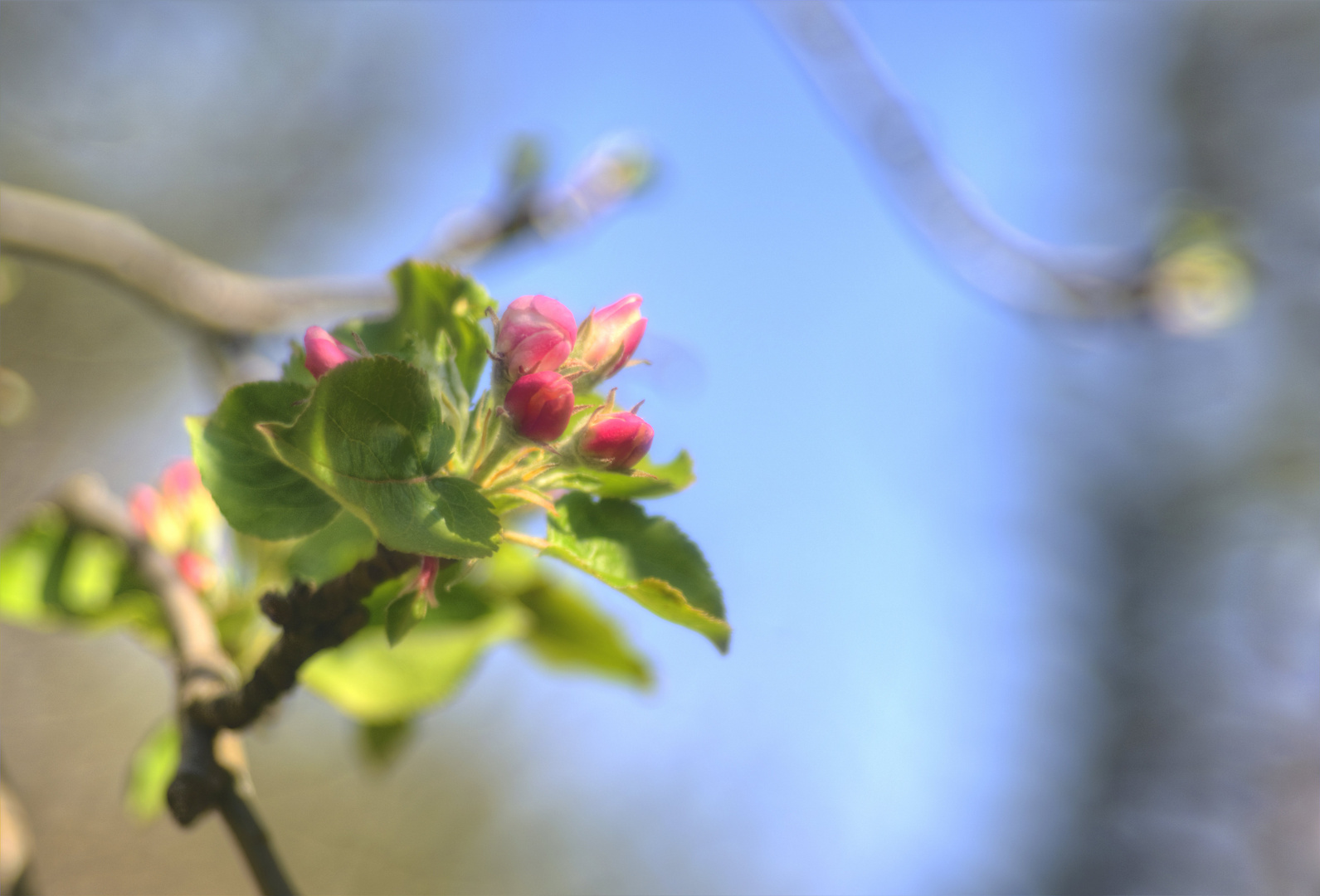 Die Apfelblüte beginnt