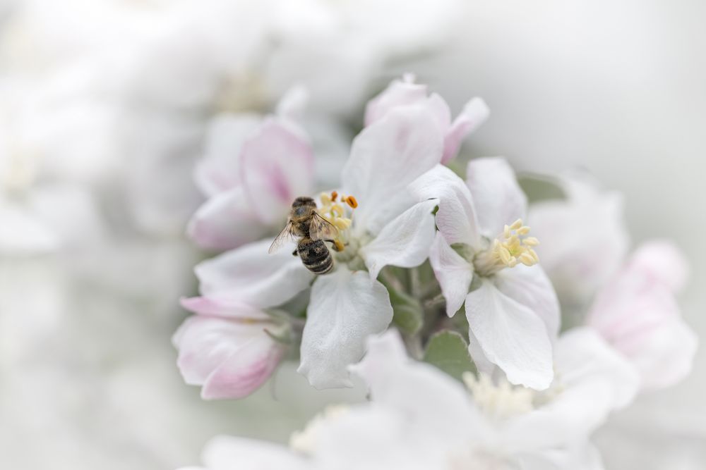 Die Apfelblüte bekommt Besuch!