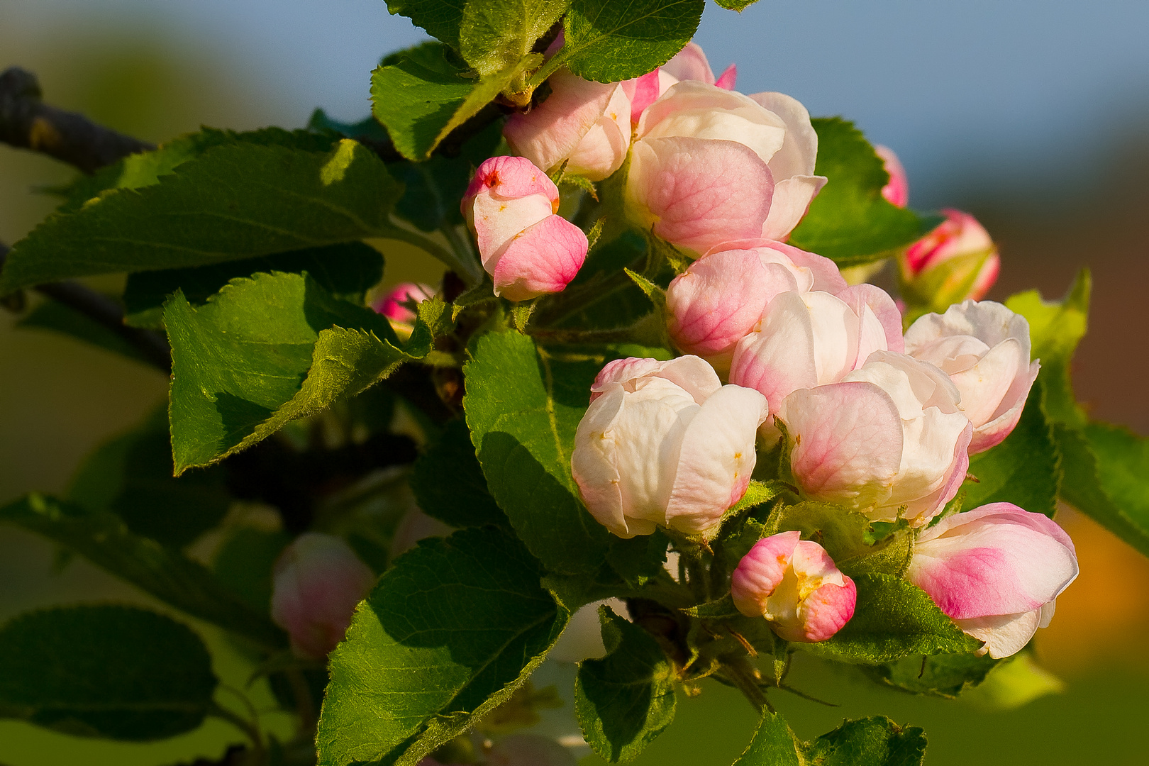 Die Apfelblüte