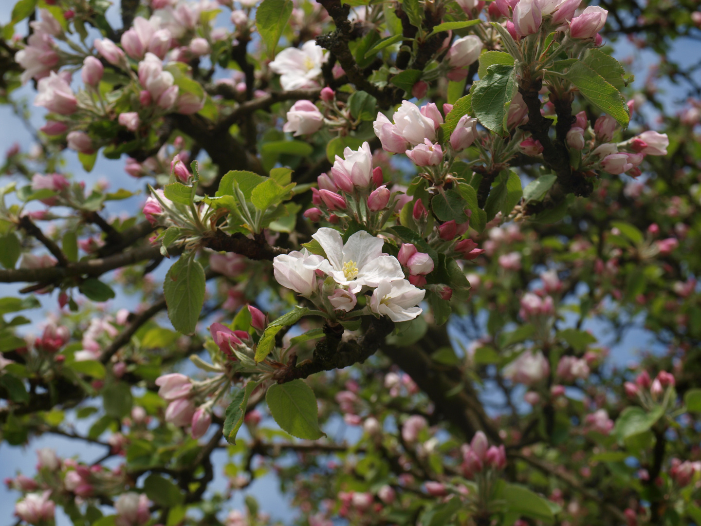 Die Apfelblüte !