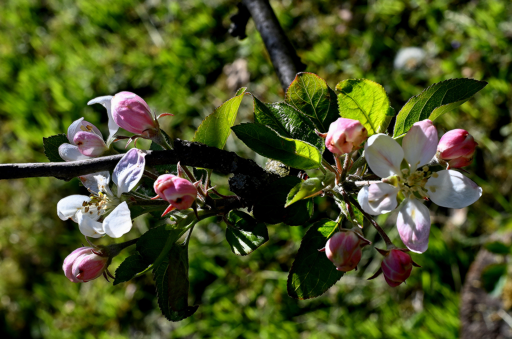 Die Apfelblüte
