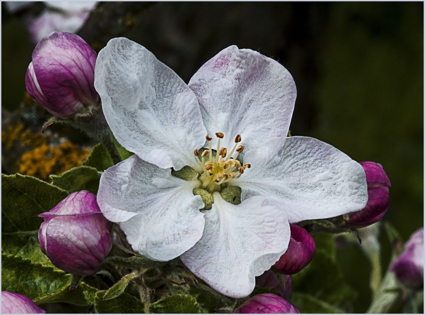 Die Apfelblüte