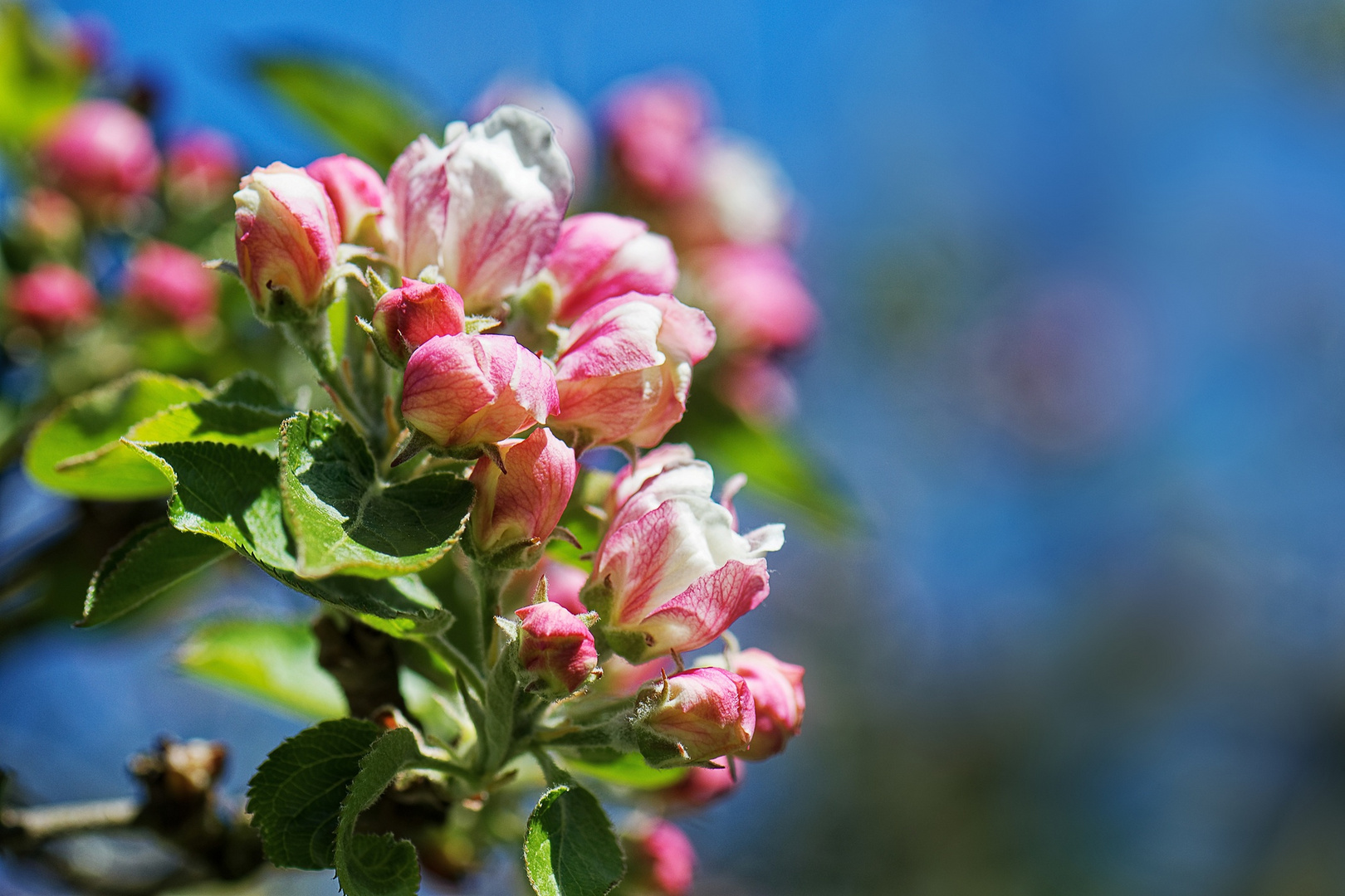 die Apfelblüte hat begonnen....