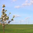 Die Apfelblüte hat begonnen....